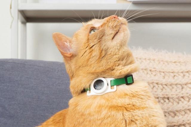 El collar que te ayuda a rastrear a tus gatos por Bluetooth, México, Estados Unidos, España, TECNOLOGIA