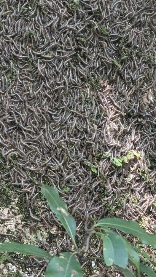 地上全是馬陸，看了頭皮發麻。（圖／翻攝自肉腳登山隊臉書）