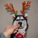 <p>Manche Tierbesitzer finden es schick, ihre Vierbeiner an Weihnachten in lustige Kostüme zu stecken. Wie die das finden? Husky Yanuko ist da prompt der Appetit auf Kekse vergangen: „Das ist ja wohl nicht mehr feierlich!“<br> (Bild: cheezburger.com/huskyyanuko) </p>