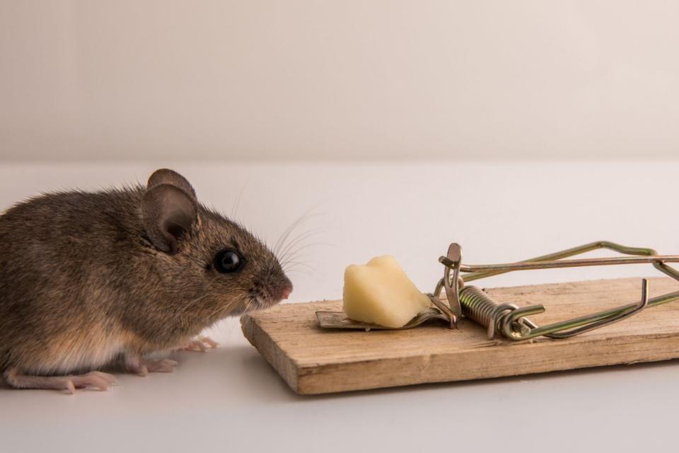 Mice Exterminator Cost