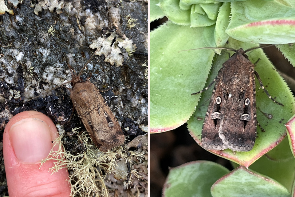 Two pictures of bogong moths. Left: One next to a thumb. Right: One on a plant.