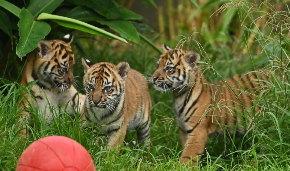 The cubs are now 10-weeks-old 