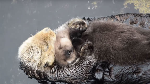 Sleepy-sea-otter