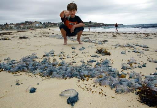 Bluebottle stings are a frequent occurrence in Australia