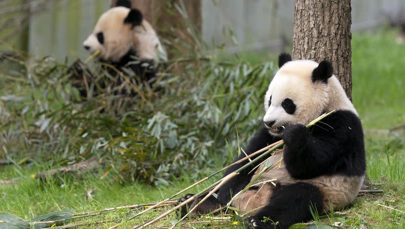 Giant pandas Mei Xiang, left and her cub Xiao Qi Ji eat bamboo during the celebration of the Smithsonian’s National Zoo and Conservation Biology Institute, 50 years of unprecedented achievement in the care, conservation, breeding and study of giant pandas at The Smithsonian’s National Zoo in Washington on April 16, 2022.