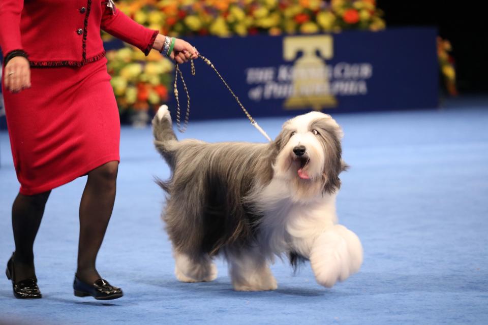 These Long-Haired Dogs Make For the Best Super Shaggy Friend