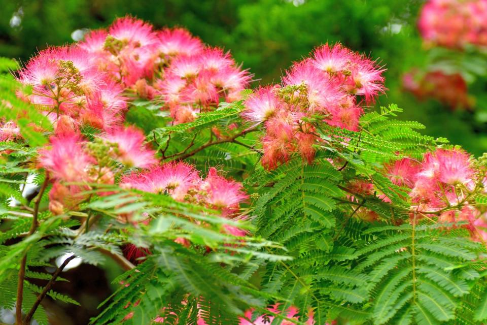 invasive plants mimosa tree