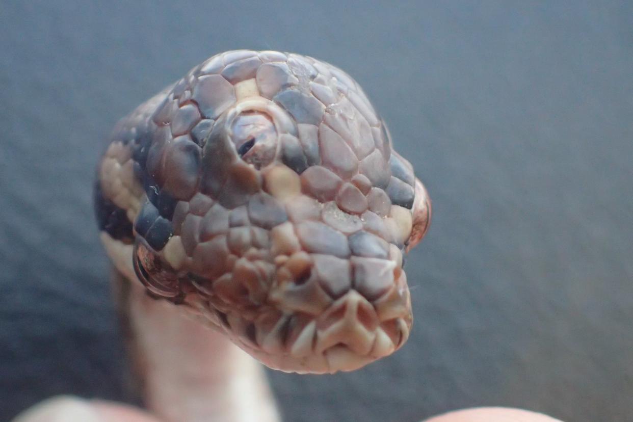 La serpiente de tres ojos medía 40 centímetros de largo. (Gobierno del Territorio del Norte)