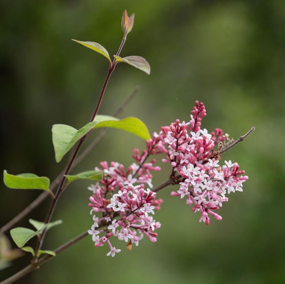 The sweet scented Superba, also known as the Daphne lilac