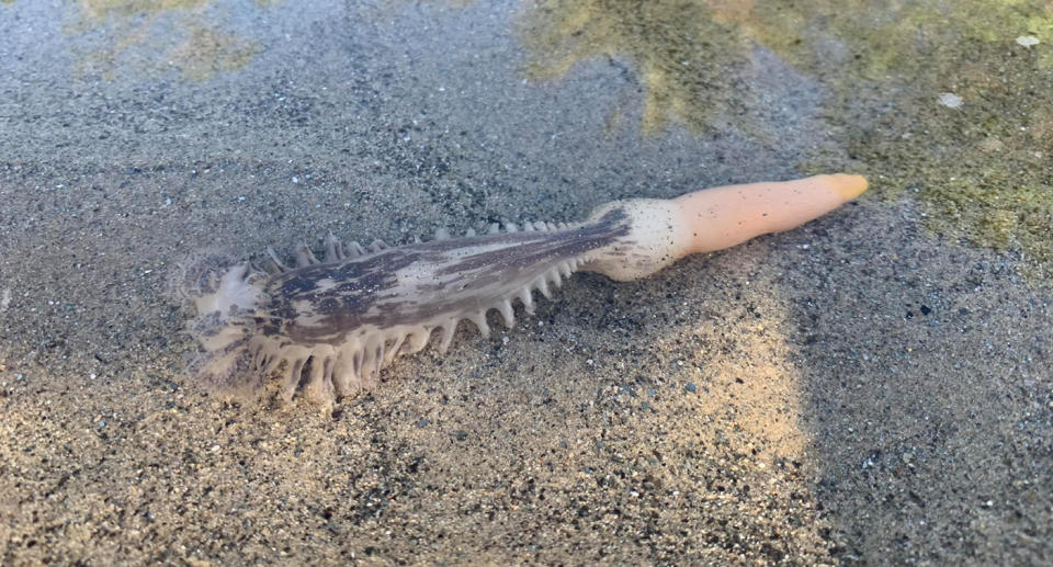 The sea pen seen in the shallow water on a beach in Far North Queensland.