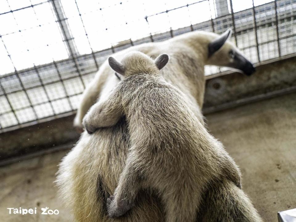 「小紅」常帶著「紅包」在高處曬太陽休息。（台北市立動物園提供）