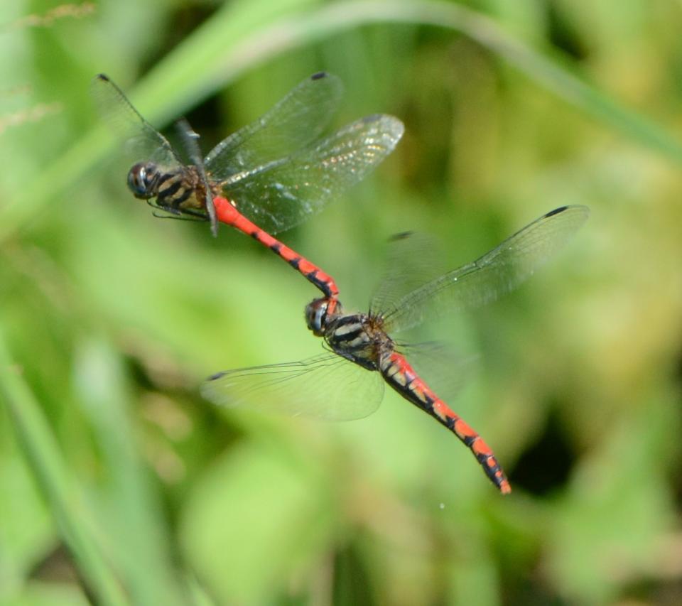 纖紅蜻蜓交配時有非常獨特且罕見的空中拋卵行為。林業署南投分署提供