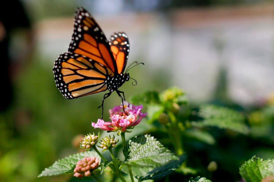 Tennessee giving away milkweed seeds to help restore monarch butterfly ...