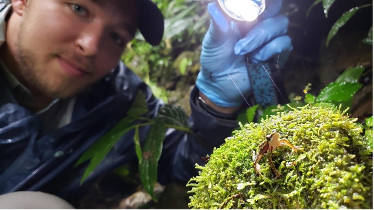 Michigan State University doctoral student Kyle Jaynes with an Atelopus coynei individual in northern Ecuador