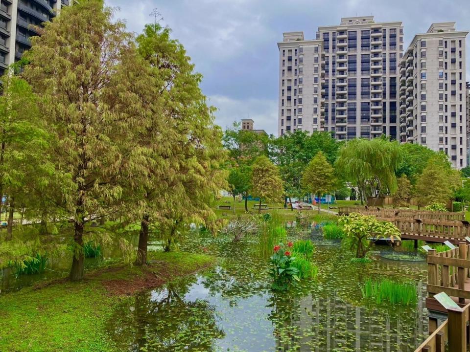 新莊頭前運動公園橫跨湖面的木棧道被落羽松包圍，在秋冬時節換上繽紛的色彩。（新北市景觀處提供）