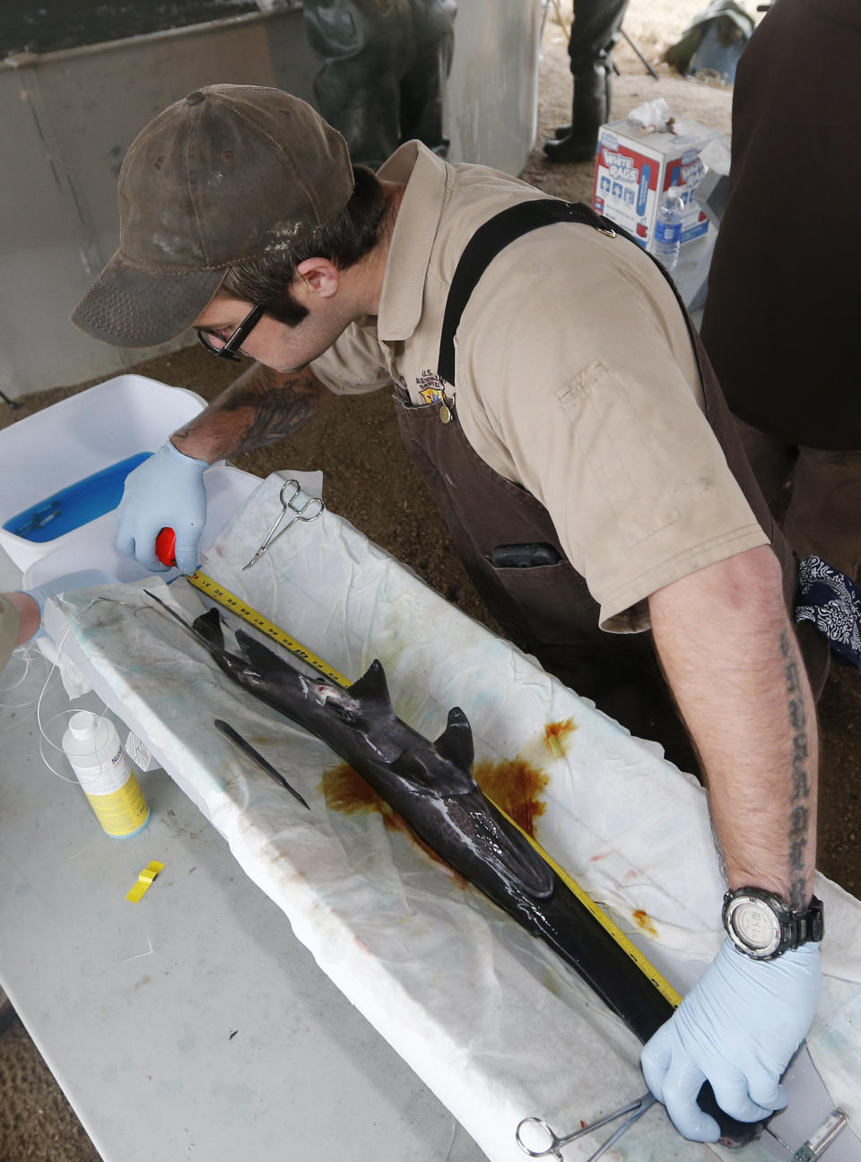 Matt Cooper measures a paddlefish before it is implanted with a radio transmitter at the Tishomingo National Fish Hatchery in Tishomingo, Okla., Wednesday, Feb. 19, 2014. (AP Photo/Sue Ogrocki)