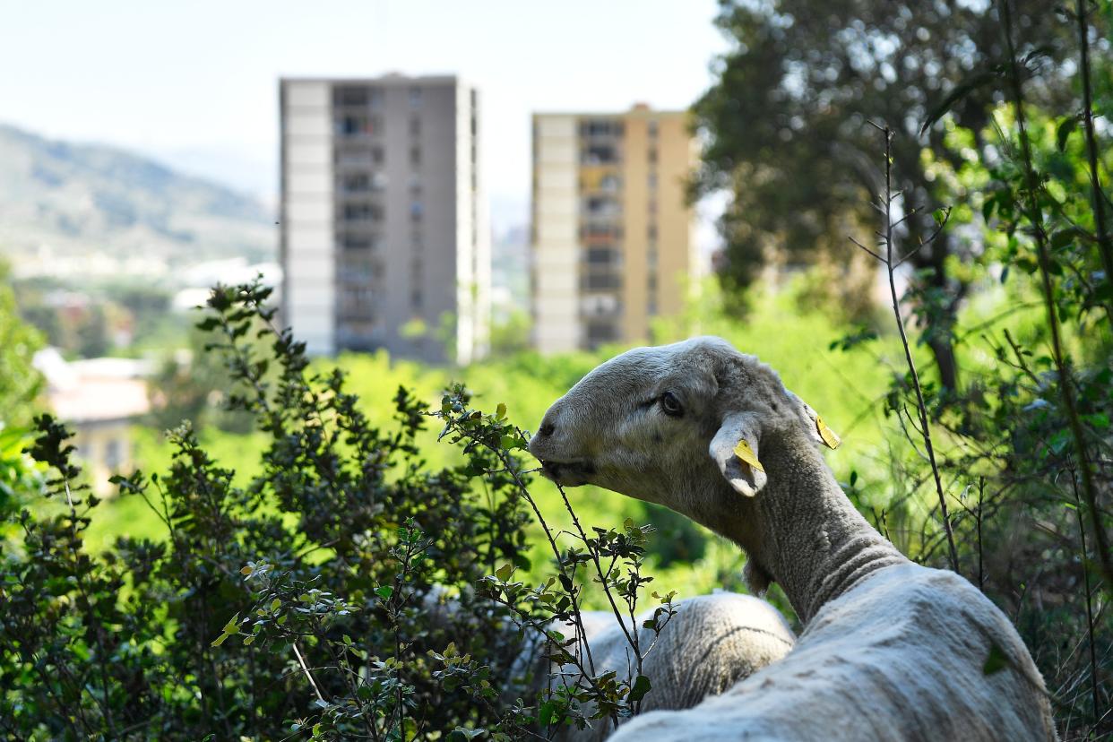 Schafe fressen im Collserola Park trockene Vegetation – und helfen so gegen Brände. (Foto: Getty Images)