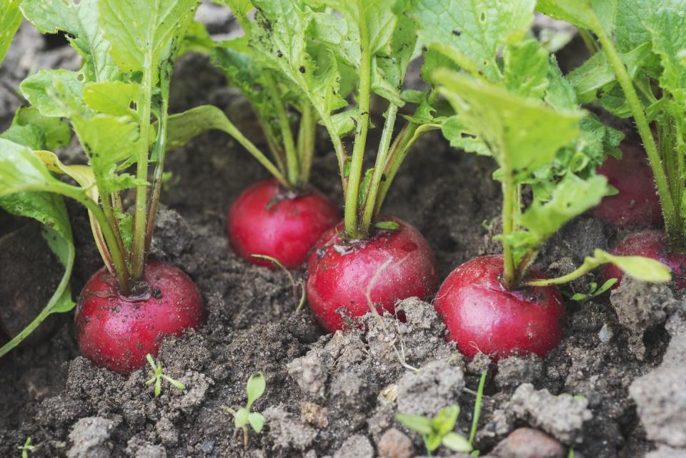 3) Radishes