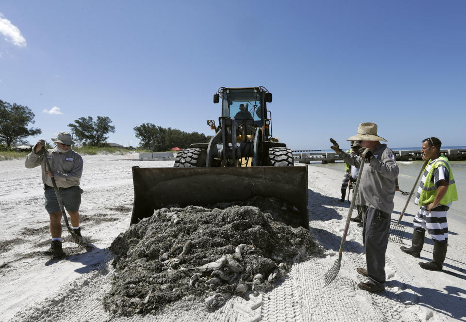 Tristes imágenes del impacto de la marea roja que plaga las aguas de Florida en el Golfo de México