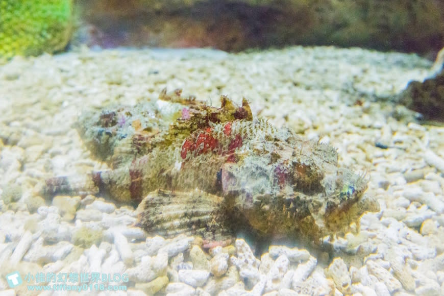 澎湖水族館