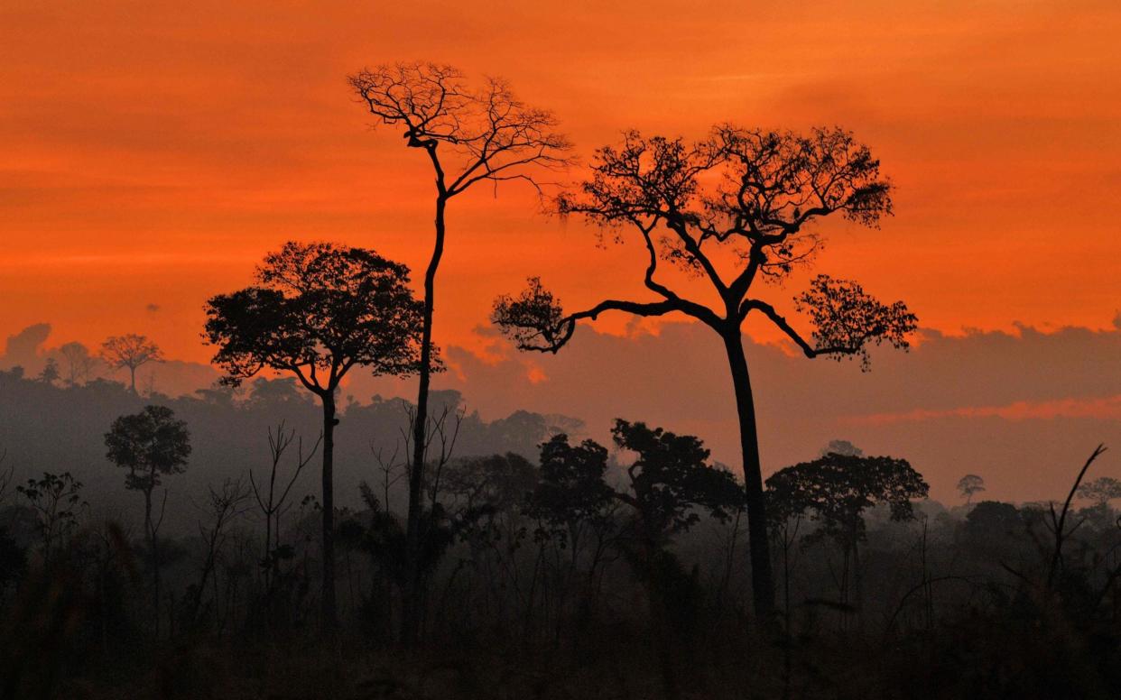 If too many trees are cut down, almost half of the Amazon rainforest will become grassy Savanna with far less rain - CARL DE SOUZA/AFP