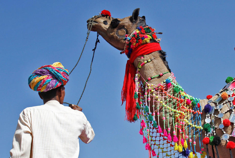 A trader displays his camel during a competition at Pushkar Fair