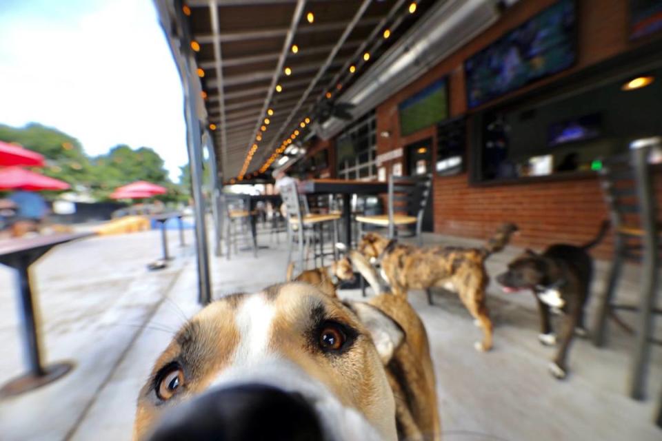 Lucky Dog Bark & Brew on Thrift Road in Charlotte.