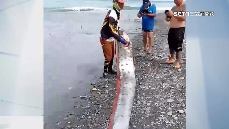 台東成功水產試驗所的主任表示，這條地震魚可能是因海底混濁才被民眾釣上岸。