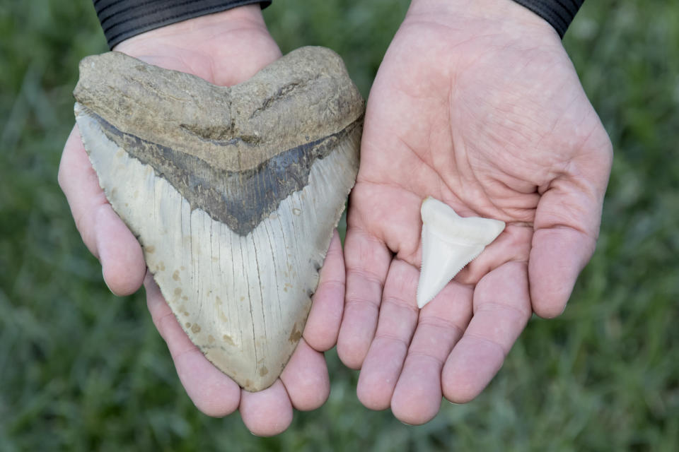 Diente del Megalodon (izquierda) VS diente de un tiburón blanco. 