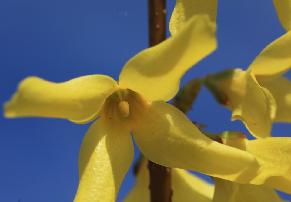 Forsythia flowers bloom on April 9, 2024.