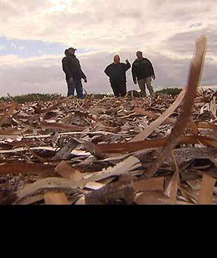 Dead seagrass could be linked to treatment plant