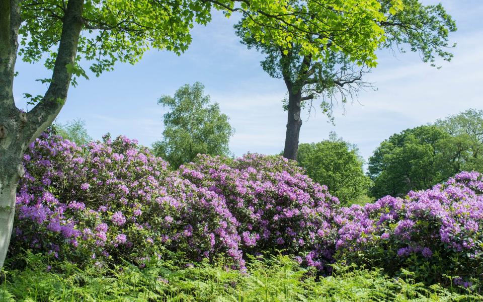 Root it out: Rhododendron ponticum has taken over large swathes of the countryside - GAP Photos / Geoff du Feu