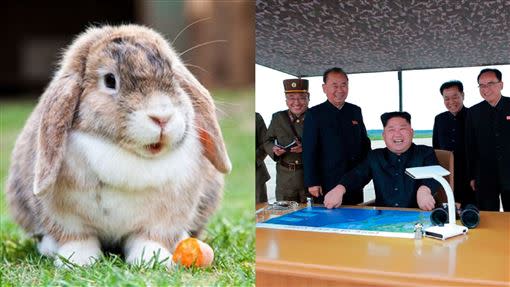 《Daily NK》報導，北韓下令士兵養更多兔子。（合成圖／翻攝自pixabay、推特）