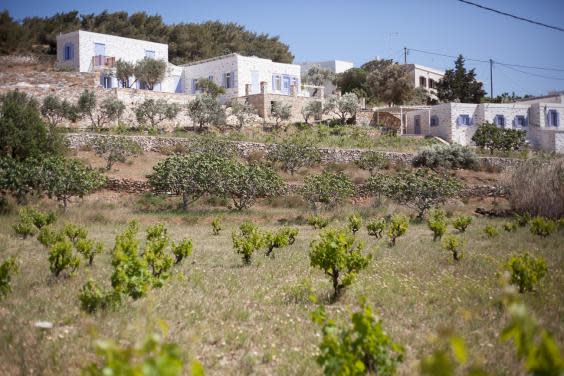 Guests at The Good Life can participate in the grape or olive harvest (The Good Life)