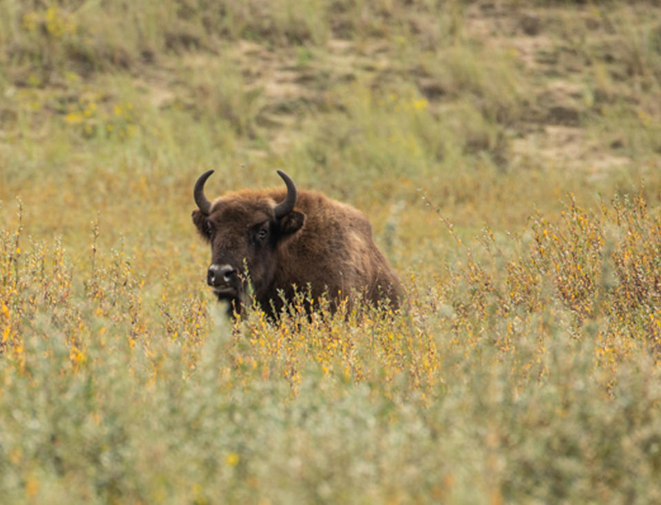 The arrival of the bison is part of a project led by Kent Wildlife Trust and the Wildwood Trust to restore ancient habitat and its wildlife. (PA)