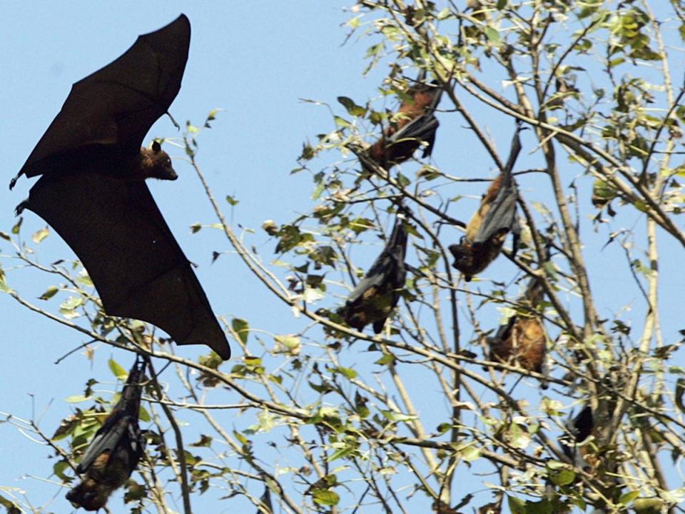Infection, first discovered in 1998, commonly carried by fruit bats