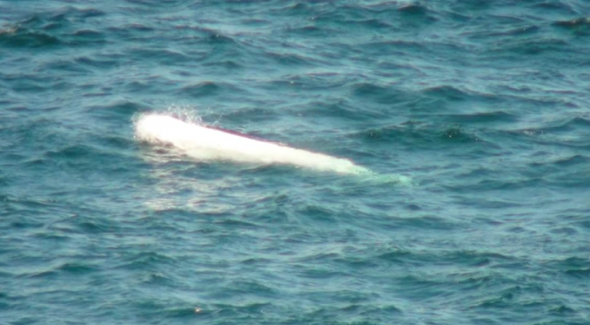 Beluga whale spotted off the coast of Northern Ireland