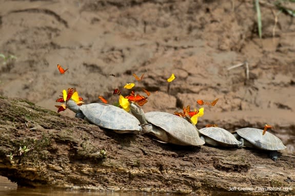 Butterflies flocking after several yellow-spotted river turtles.