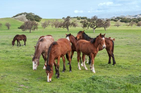 Santa Barbara is well known for its ranches (istock)