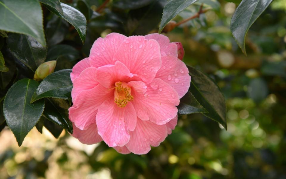 camellia - Credit: Jay Williams