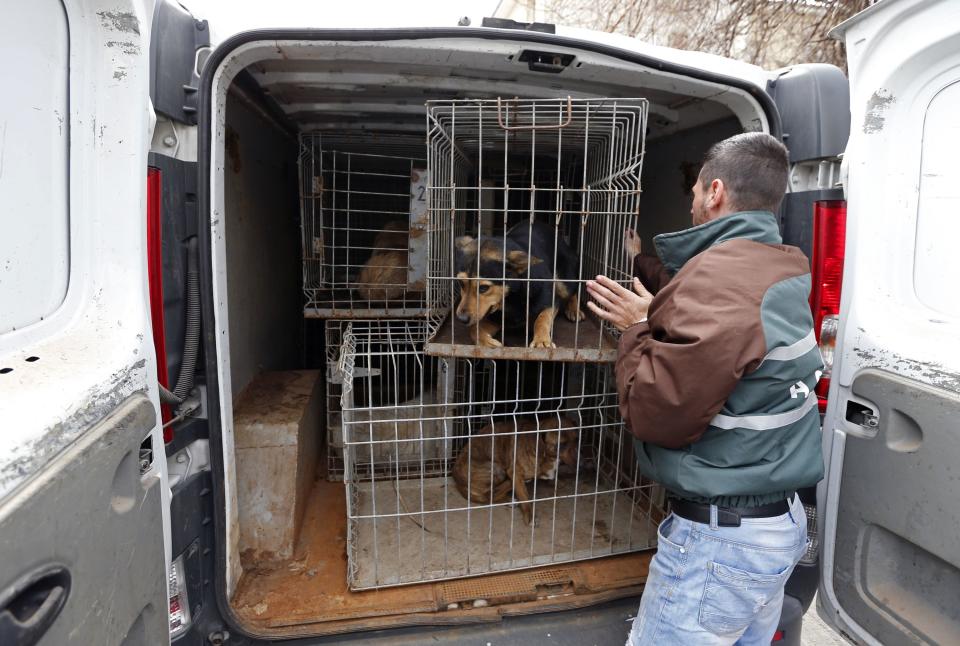 A dog catcher arranges cages with stray dogs taken from the streets in Bucharest