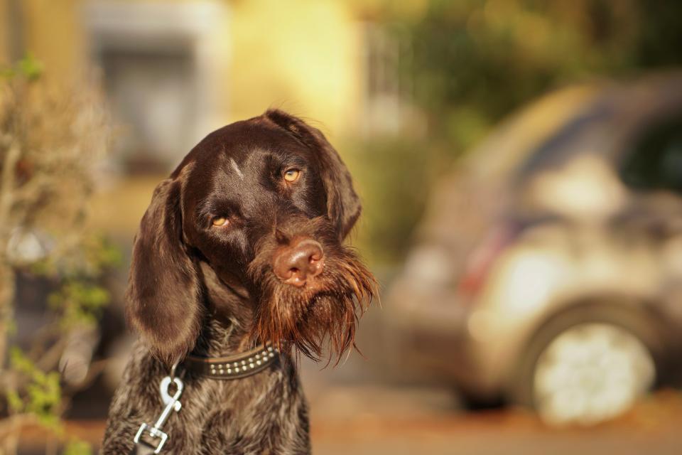 A dog tilts its head