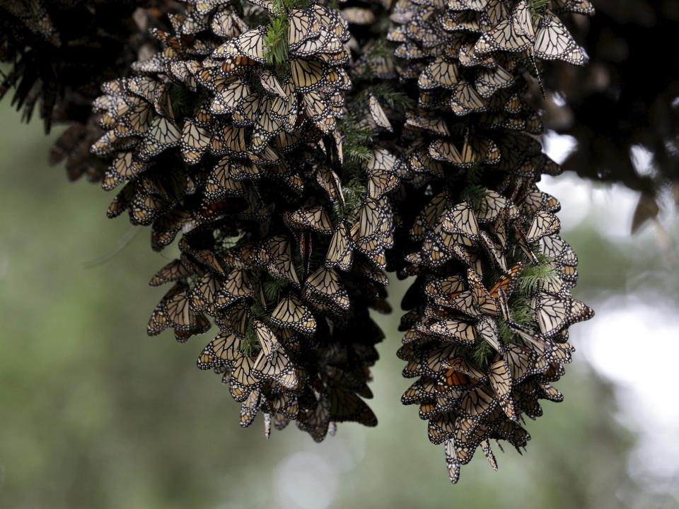 cluster of monarch butterflies hanging from a tree