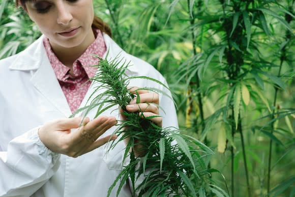 Female scientist looking at a marijuana plant