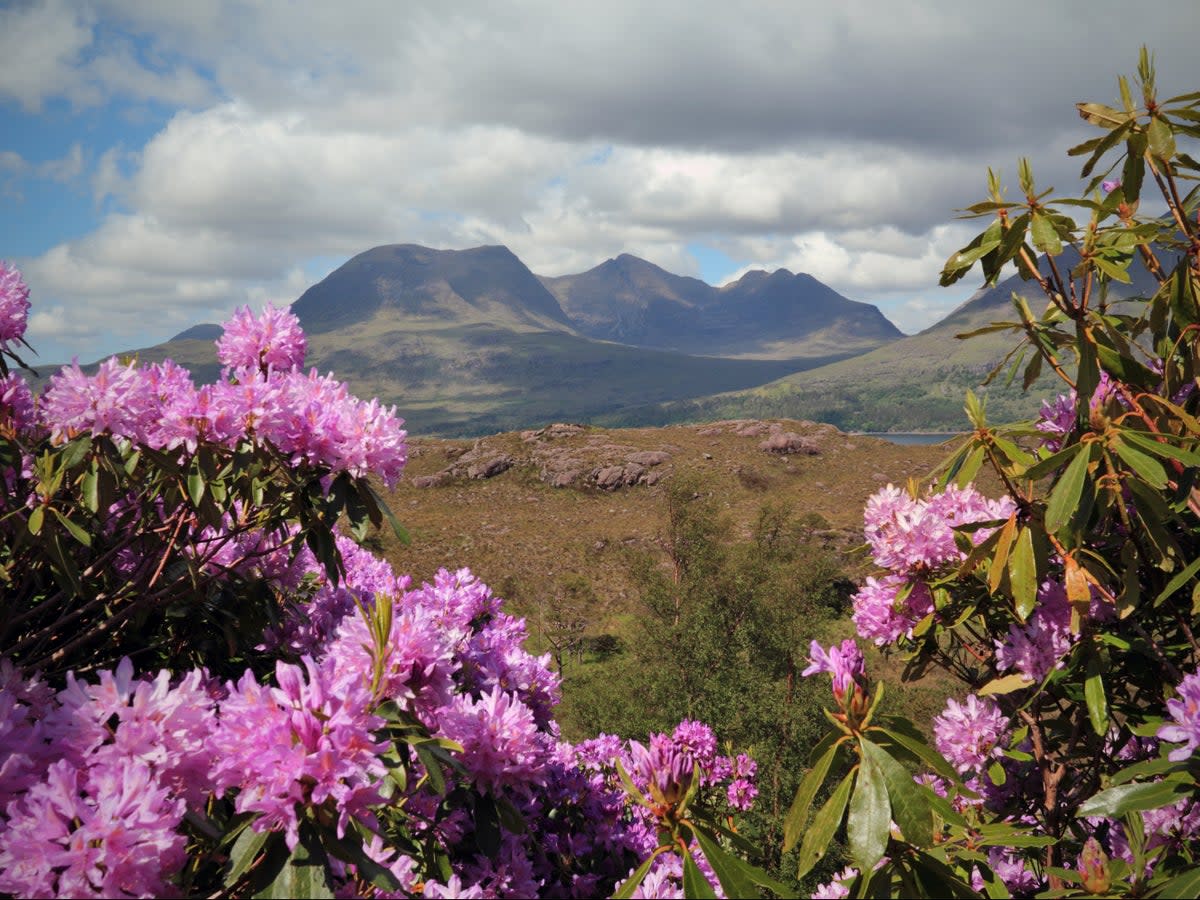 ‘They are a huge menace’: Rhododendrons, seen here in Scotland, prevent trees from growing and support few other species, reducing biodiversity and harming the environment (Getty )