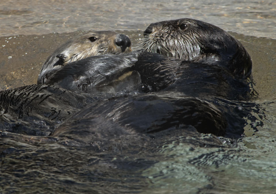 Two otters in shallow water facing each other and very close face to face with their paws linked together as if holding hands affectionately