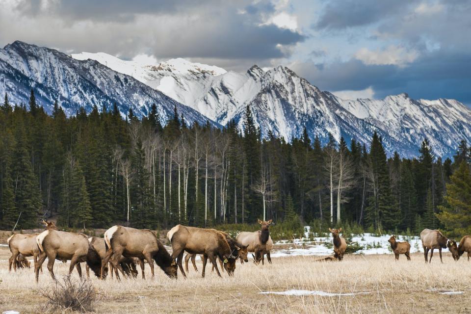 In 2023, Banff decided to stop setting off fireworks for celebrations to review their impact on animals and people. (Shutterstock)