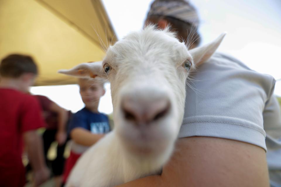 Children pet one of the goats at Golden Acres Ranch during the 2019 Farm Tour Sunday, Oct. 13, 2019. 