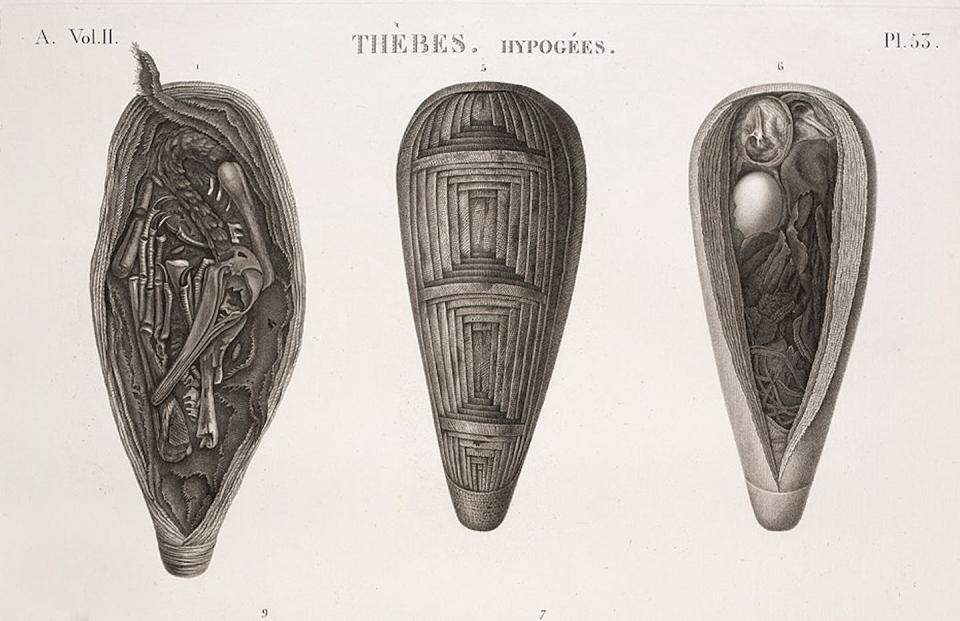 Ilustración de las momias de ibis publicadas en <em>Histoire naturelle et mythologique de l’ibis</em> (Paris, 1805). <a href="https://napoleon.lindahall.org/images/learn/ibismummies.jpg" rel="nofollow noopener" target="_blank" data-ylk="slk:Linda Hall Library;elm:context_link;itc:0;sec:content-canvas" class="link ">Linda Hall Library</a>, <a href="http://creativecommons.org/licenses/by/4.0/" rel="nofollow noopener" target="_blank" data-ylk="slk:CC BY;elm:context_link;itc:0;sec:content-canvas" class="link ">CC BY</a>