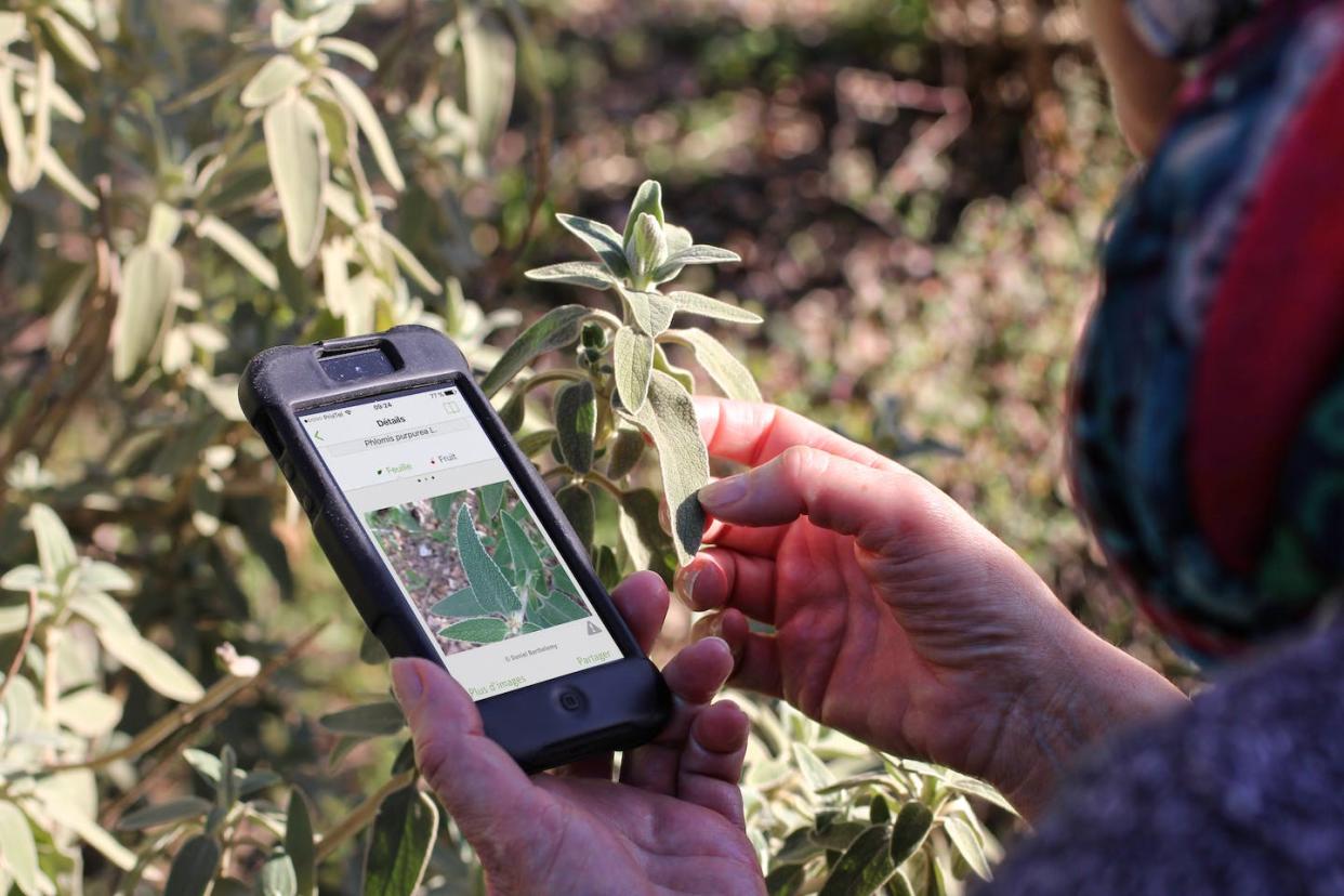 L’application Pl@ntnet permet à partir d’un smartphone de reconnaître une espèce et la recenser pour contribuer à son étude. Pl@ntnet